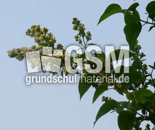 Fliederzweig.jpg